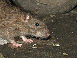 Supporting image for story: Telford people outnumbered by rats as lockdown boosts rodent population