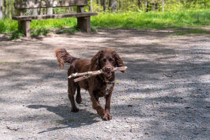 A dog at Wyre Forest