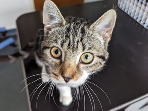 Supporting image for story: Kitten found dumped in cardboard box in lay-by of a busy Telford road