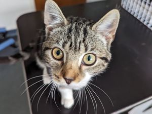 Supporting image for story: Kitten found dumped in cardboard box in lay-by of a busy Telford road