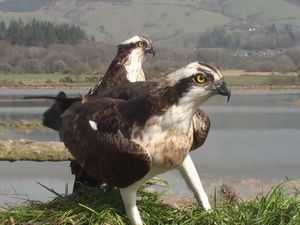 Supporting image for story: New wildlife visitor centre opens next week
