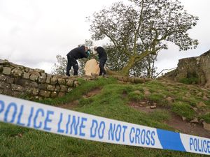 Supporting image for story: Sycamore Gap accused ‘revelled in news reports of what they had done’ to tree