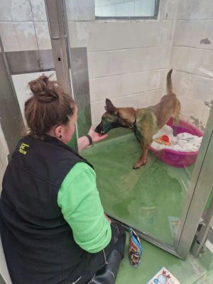 Rescued dog Tia on the road to recovery with one of Birmingham Dog’s Home’s staff.
