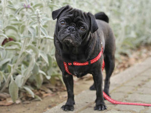 Supporting image for story: Peter Rhodes: For the love of a dog