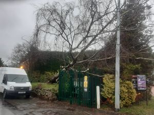 A fallen tree in Pattingham