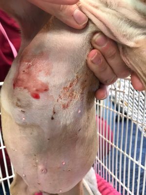 Star and her sister Jet were both found in an extremely poor condition. Star is now in the care of the RSPCA.