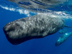Supporting image for story: Sperm whales ‘modulate clicks in similar way to human speech’