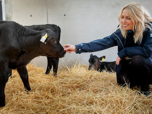 Supporting image for story: Welsh beef status celebrated on farm