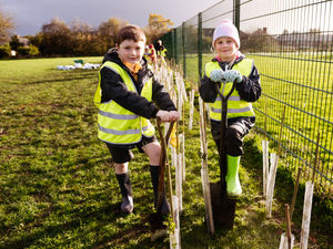 Supporting image for story: Tree-mendous effort to plant 2,000 saplings in full swing at playing fields