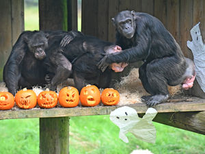 Supporting image for story: Creepy critters and spooky half-term activities lined up at Dudley Zoo 