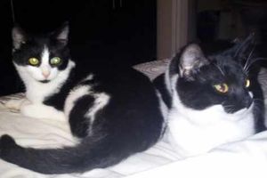 Supporting image for story: Telford vets 'put the wrong kitten to sleep'