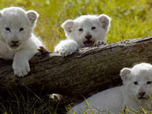 Supporting image for story: Safari park's new girls take a bow