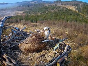 Supporting image for story: Popular YouTube osprey returns from Gambia to live-streamed Mid Wales nest