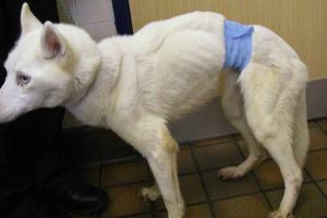 Supporting image for story: Telford man fined for not taking emaciated dog to vets