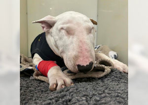 Charlie, after his emergency surgery. Photo: Teme Veterinary Practice