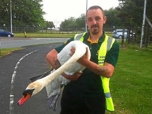 Supporting image for story: 'Swan-catcher' walks miles to save feathered friend