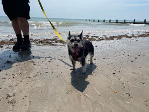 Probiotics could help save your holiday - Animal News Agency