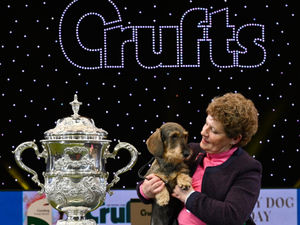 Supporting image for story: Crufts forced to cancel for first time since 1954