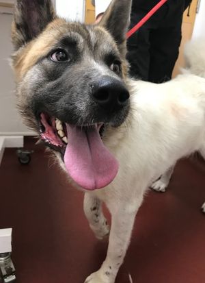 Delta was rescued by RSPCA investigators after concerns were raised