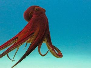 Supporting image for story: It's Cephalopod Week: Here's why squids and octopuses are truly amazing