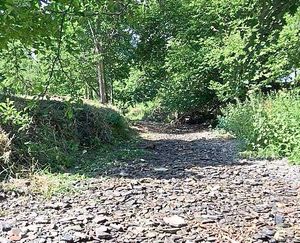 Fish needed rescuing from the River Redlake which completely dried up