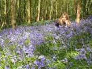 Supporting image for story: Blooms of bluebells on show