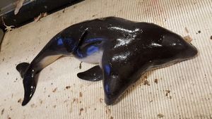 Supporting image for story