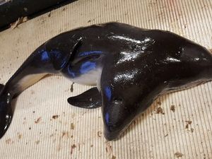 Supporting image for story: Fishermen caught the world's first two-headed porpoise... and then threw it back in