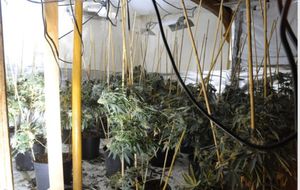 Officers found more than 380 cannabis plants, worth a total of £216,000.