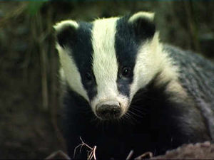 Supporting image for story: Letter: No justification for the continued culling of badgers or other wildlife