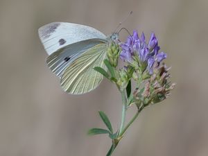 Supporting image for story: Latest showcase of stunning images captured by talented Newport photographers
