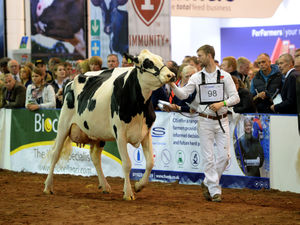 Supporting image for story: Dairy farmers feel like cats that got the cream 