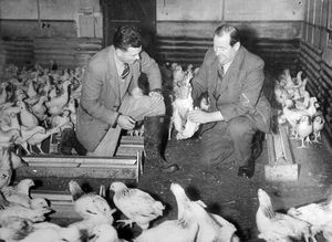 Farm manager Don Walls and Charlie Wood at The Grove in about 1955. 