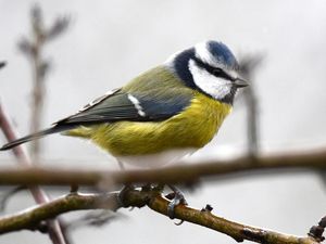 Supporting image for story: Birds can learn to make food choices by watching videos – study