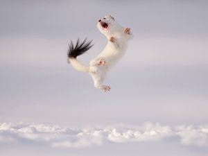 Supporting image for story: First images for Wildlife Photographer of the Year competition revealed
