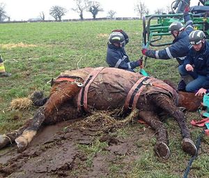 The rescue operation. Photo: @SFRSWellington