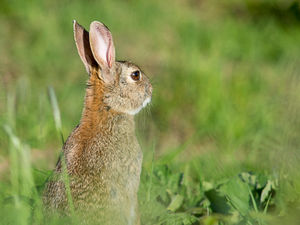 Supporting image for story: Peter Rhodes: Low-level disorder?