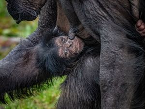 Supporting image for story: Chester Zoo celebrates birth of rare chimpanzee