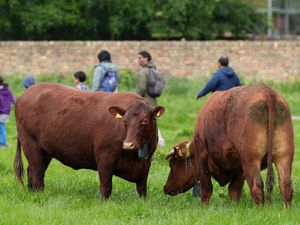 Supporting image for story: Cambridge cows get GPS collars to stop them from falling into river
