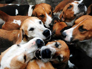 Supporting image for story: Vets issue warning of fatal dog disease