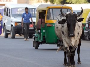 Supporting image for story: Engineers have designed a 'cow avoidance system' for cars on Indian roads