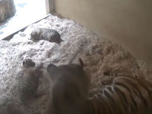 Supporting image for story: WATCH: Tiny twin tigers born at Chester Zoo a 'cause for real celebration'