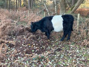 Staffordshire County Council’s conservation grazing cattle have been at work across the Moors Gorse Site of Special Scientific Interest