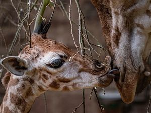 Supporting image for story: Watch: Rare baby giraffe born at Chester Zoo