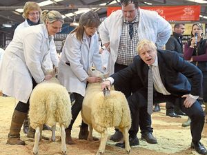 Supporting image for story: Boris Johnson trims a sheep during visit to Royal Welsh Winter Fair - with video