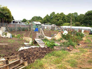 Supporting image for story: Raiders leave trail of damage at allotments