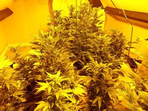 Supporting image for story: Two men arrested at Telford house in £19,000 cannabis raid 