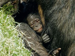 Supporting image for story: Baby Upendi celebrates first birthday at Twycross Zoo  