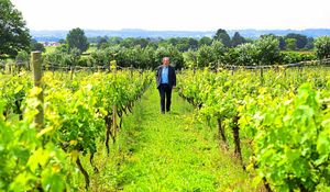 Simon takes a stroll among the vines