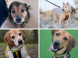 Supporting image for story: 43 adorable dogs near the Black Country who are waiting for their 'forever home'